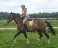 FLASH - horse for sale (Latvia horses)