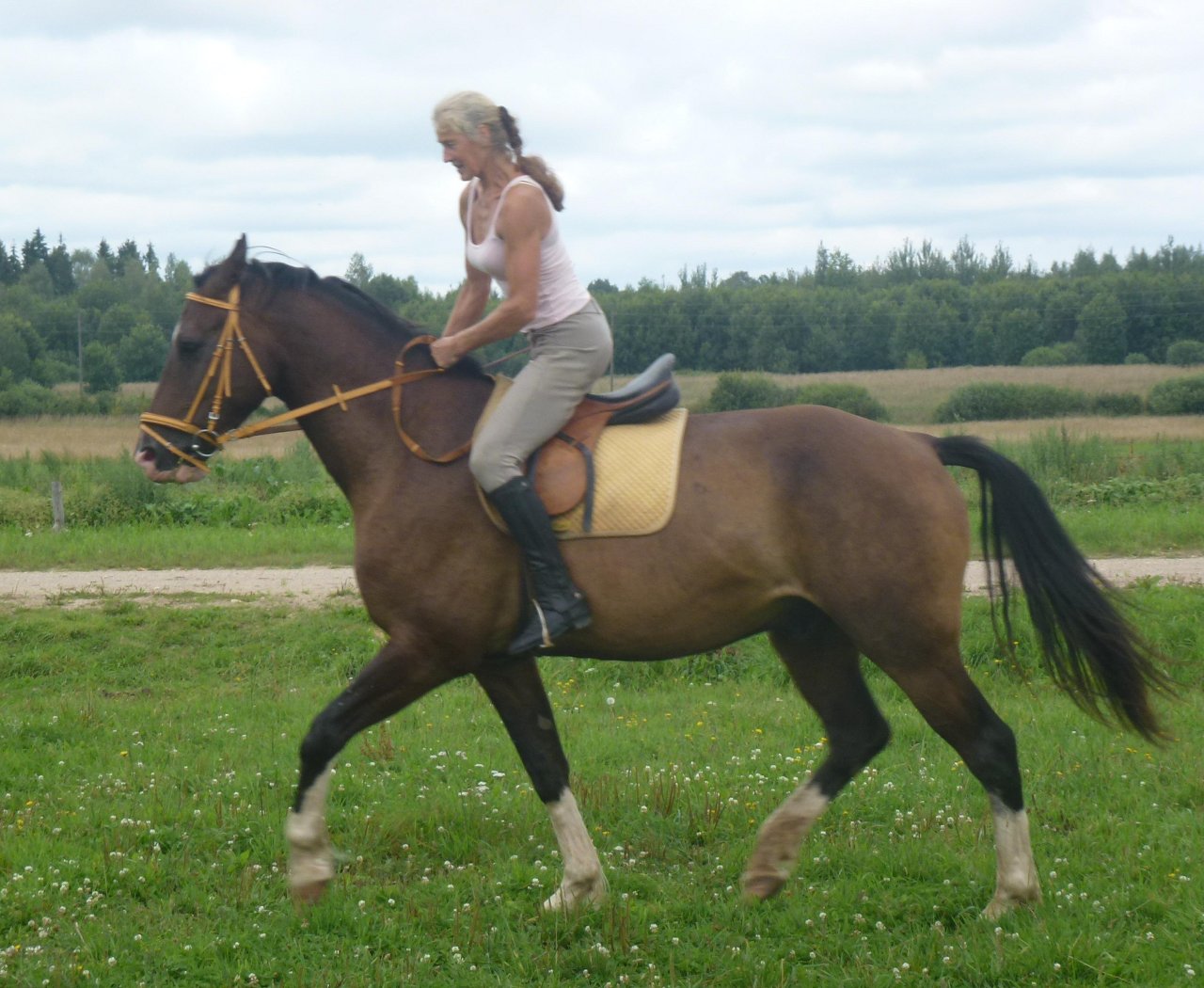 Flash - latvian horse for sale, riding trained