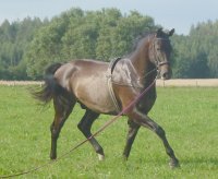 KLĪRENSS - horse for sale (Latvia horses)